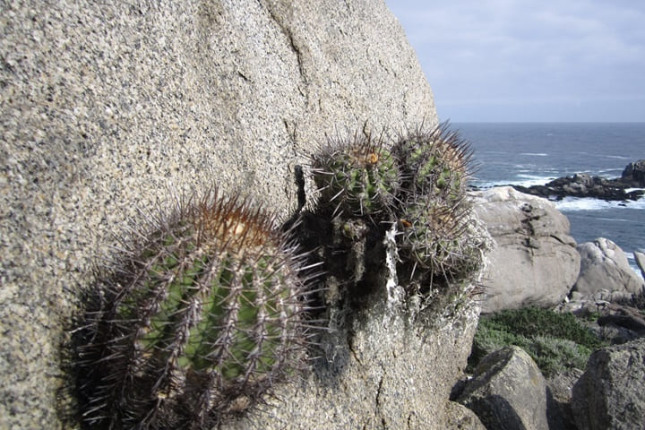 Isla Damas Chile