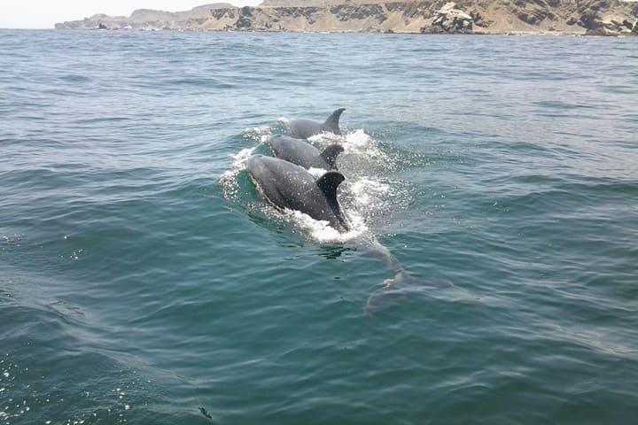 Isla Damas Chile