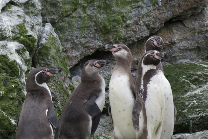 Pingüino de Humboldt