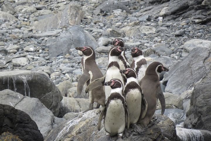 Pingüino de Humboldt