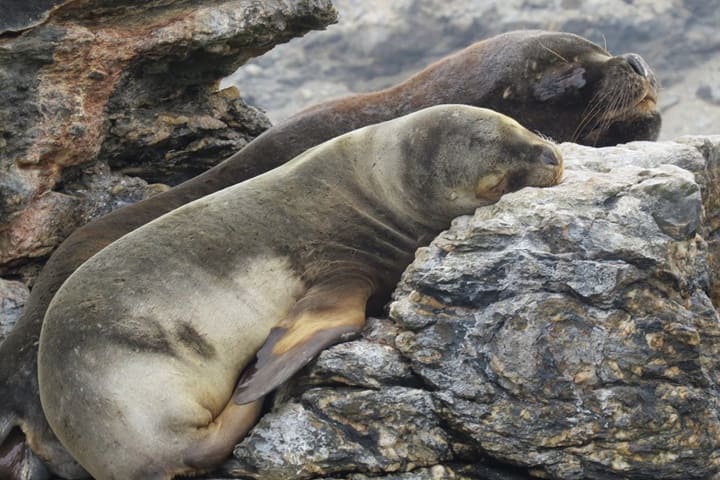 Isla Damas Chile
