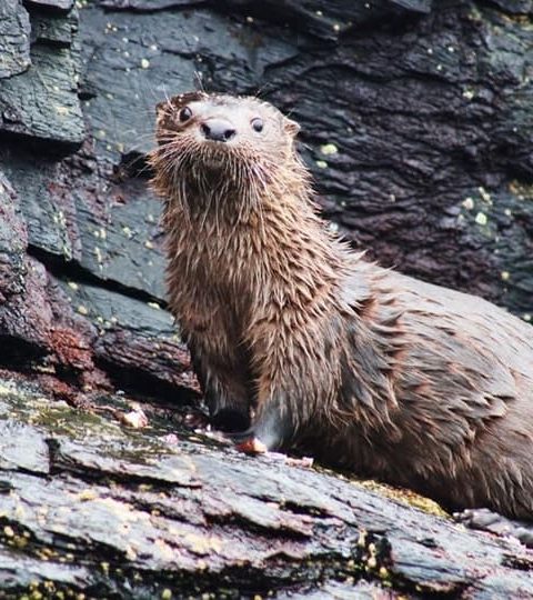 Tour de Ballenas en Chañaral de Aceituno