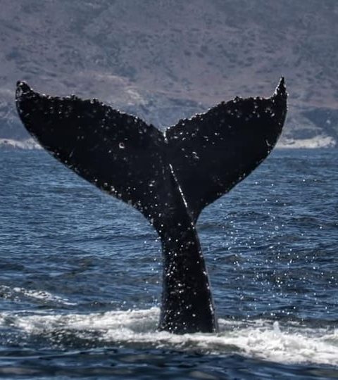 Tour de Ballenas en Chañaral de Aceituno