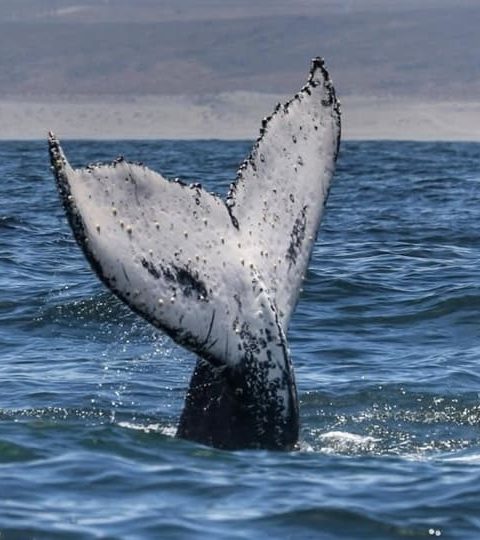 Tour de Ballenas en Chañaral de Aceituno