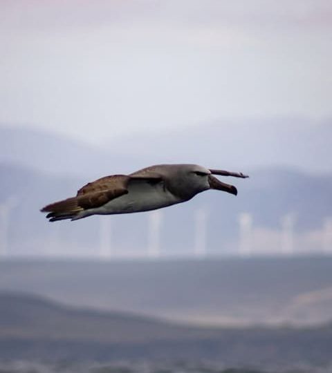 Tour de Ballenas en Chañaral de Aceituno