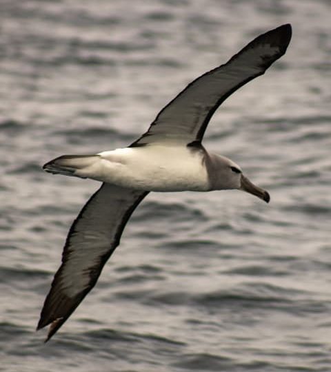 Tour de Ballenas en Chañaral de Aceituno