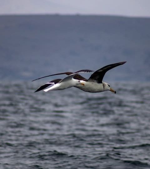 Tour de Ballenas en Chañaral de Aceituno