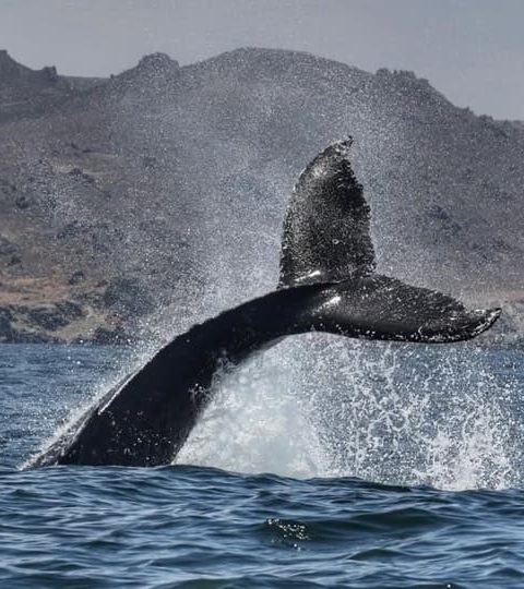 Tour de Ballenas en Chañaral de Aceituno